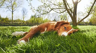 Beskytt hunden mot flått