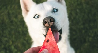 Hva kan hunder spise?