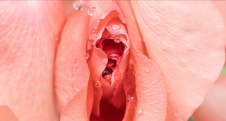 Jännittäviä faktoja klitoriksesta, joita et ehkä tiennyt